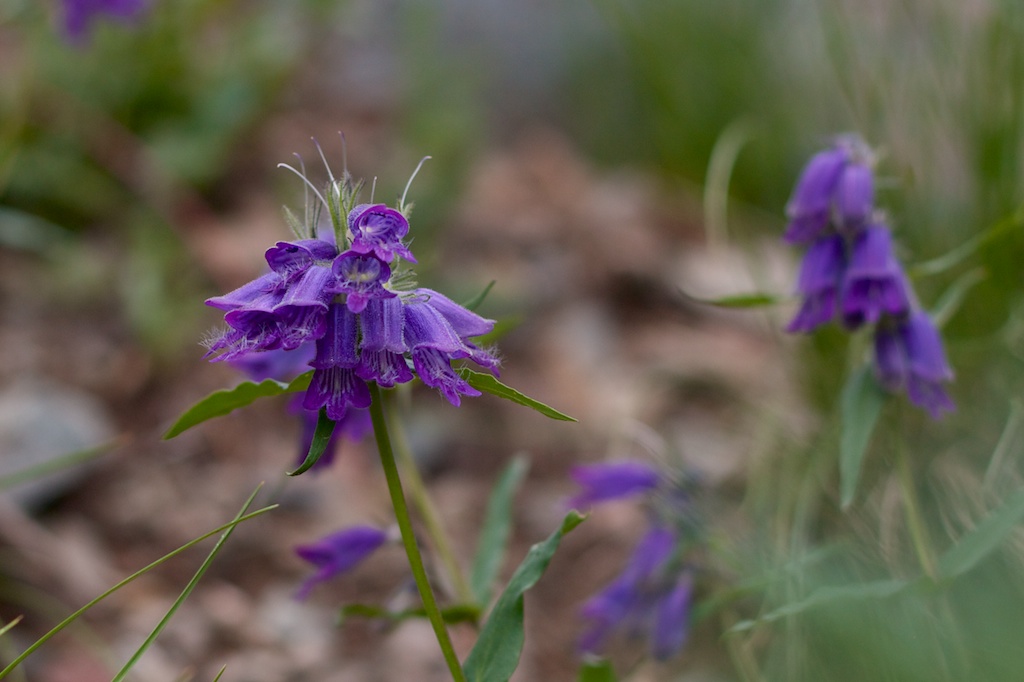 Rydberg's Penstemon
